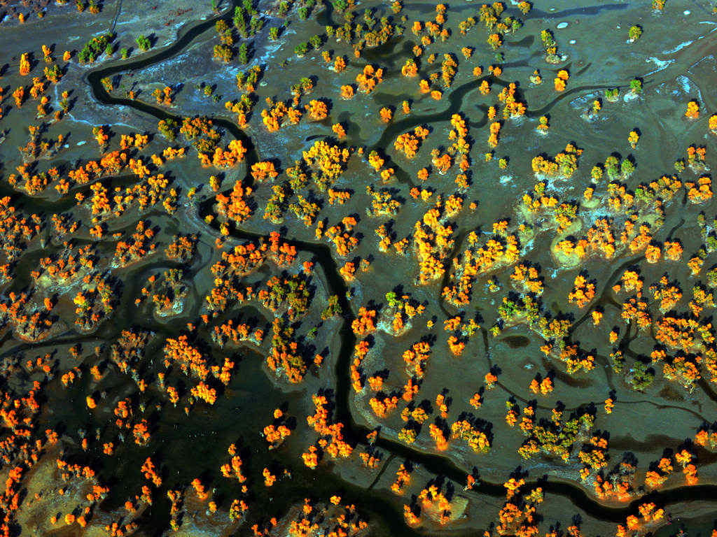 C2.����ľ����The Hu Yang.jpg